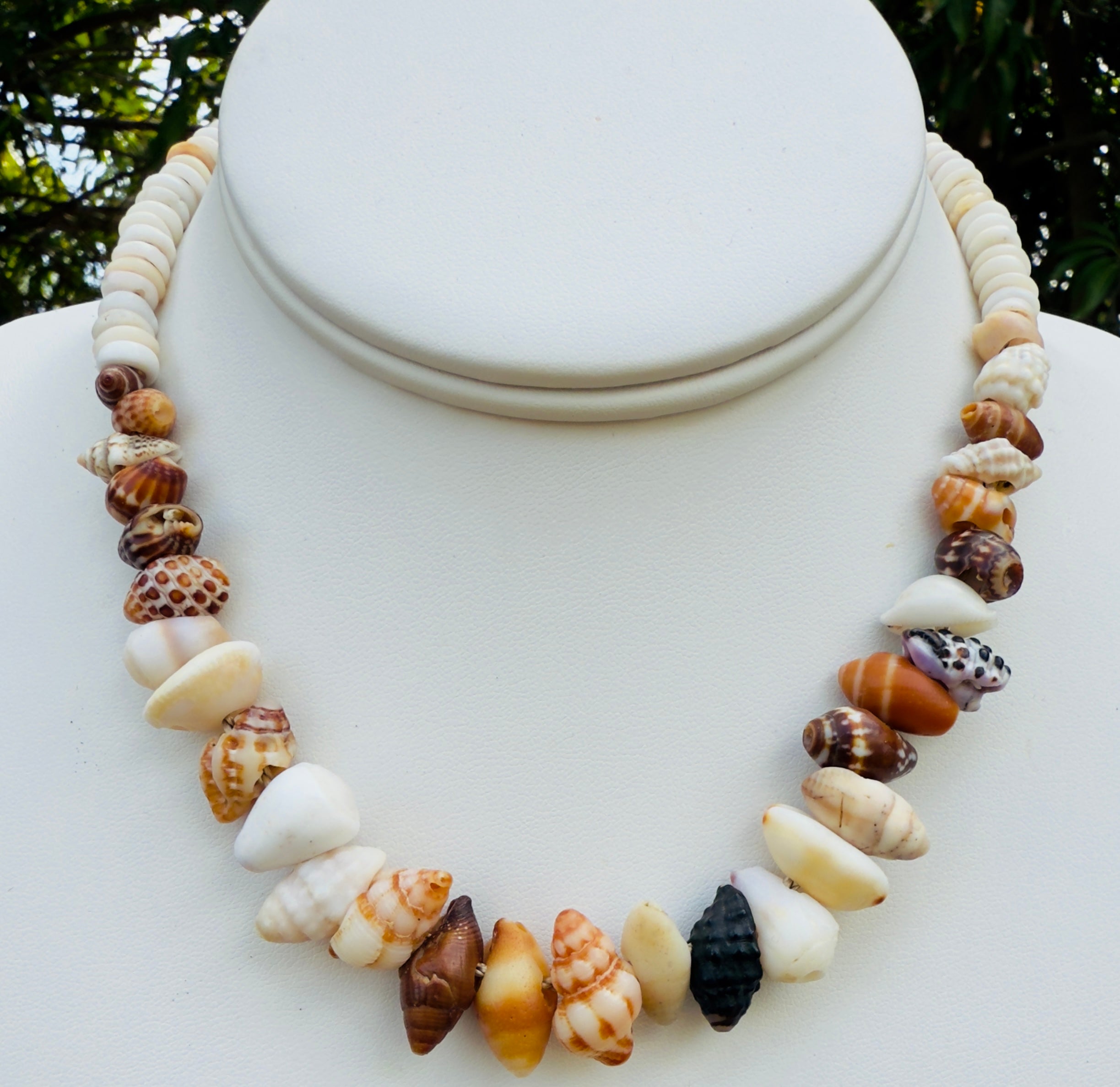 Plethora of Baby Shells