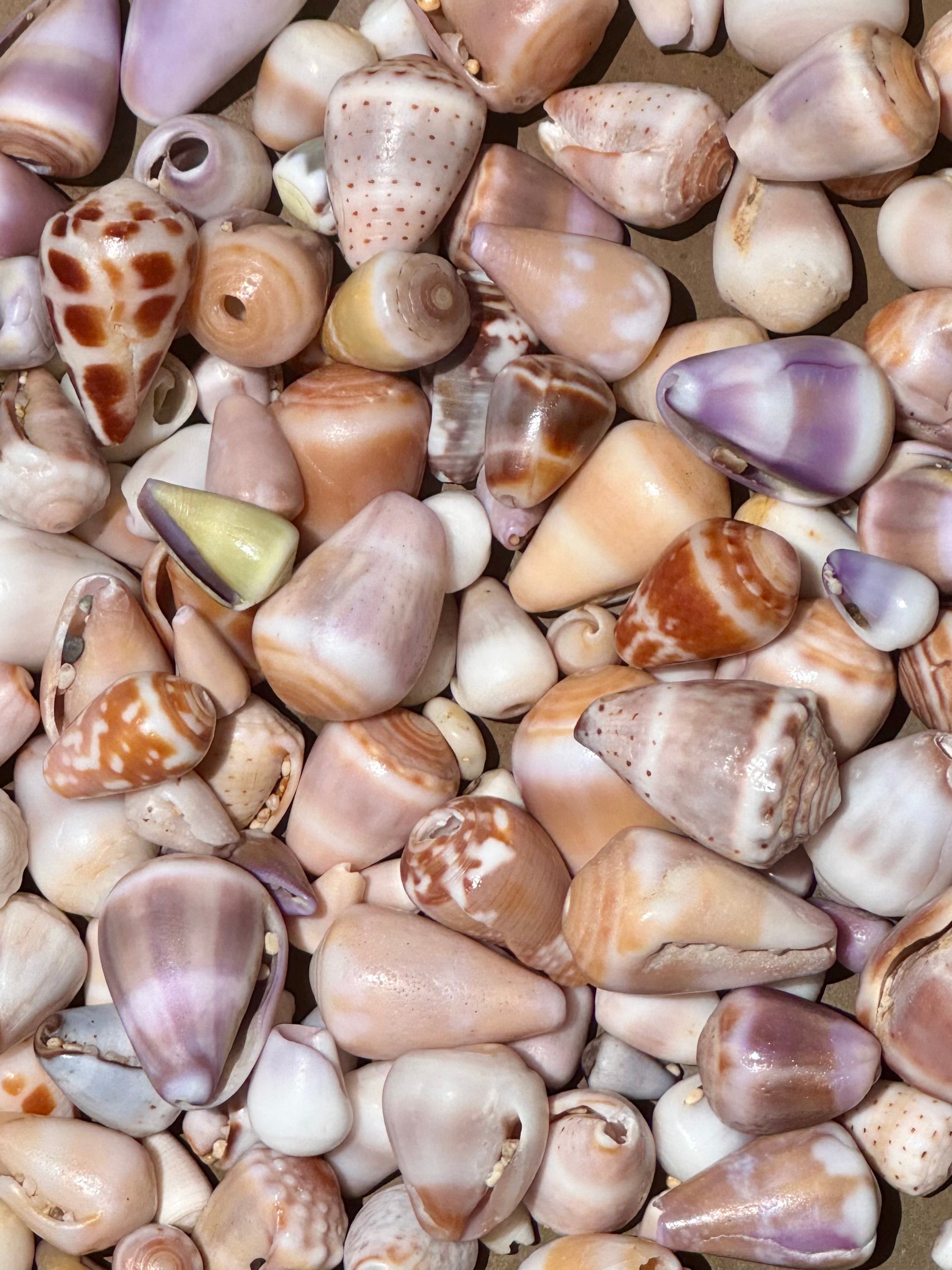 Hawaiian Cone Shells