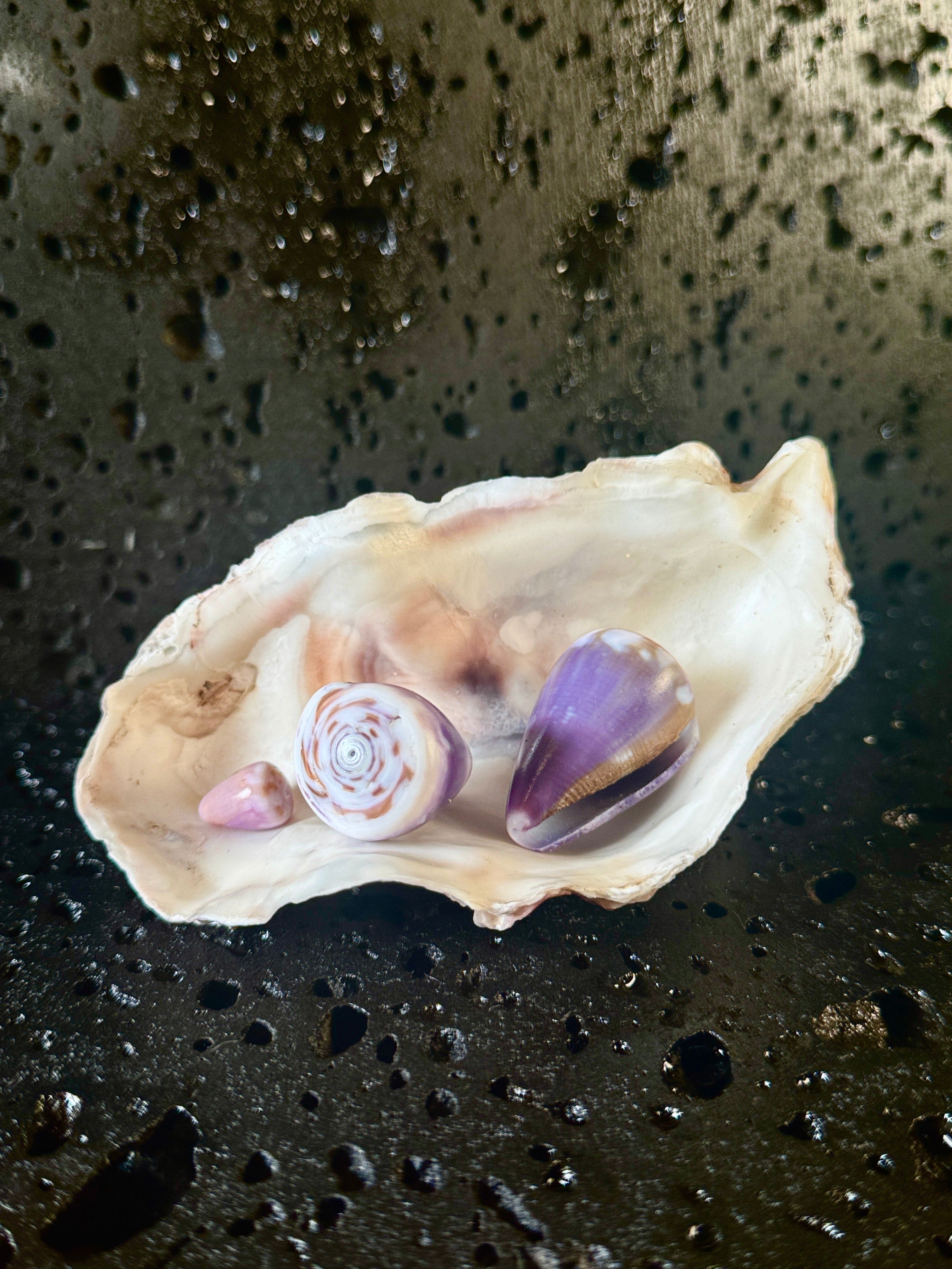 Unisex Rat Cone Pu·ka /ˈpo͞okə lei